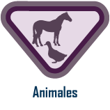 animales Animales