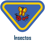 insectos Insectos