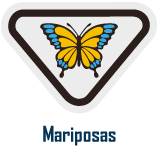 mariposas Mariposas