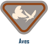aves- Aves