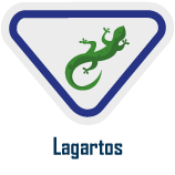 lagartos Lagartos